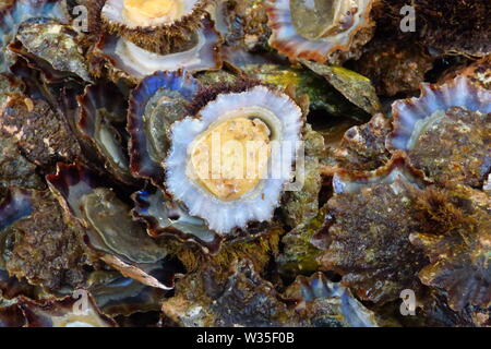 MADEIRA SOMMER 2019 Stockfoto