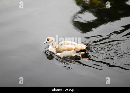 Eine Nilgans (Alopochen Aegyptiaca) Schwimmen in den Wallanlagen Park in Bremen, Deutschland. Stockfoto