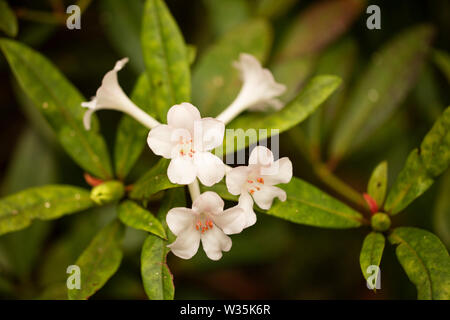 Prinzessin Alexandra Rhododendron Blüte im Sommer. Stockfoto