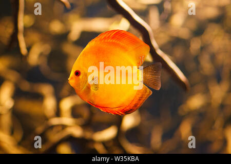 Schöne rote Diskus schwimmen in einem Aquarium. Stockfoto