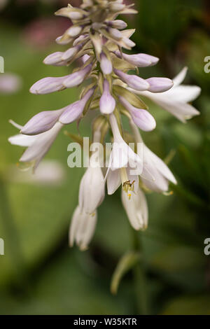 Hosta sieboldiana, in der Vielfalt der Blaue Engel, mit Blumen blühen im Sommer. Hosta ist auch als wegerich Lily bekannt. Stockfoto