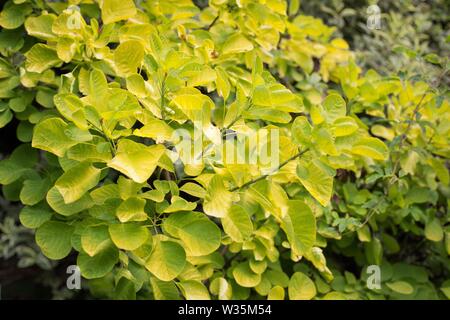 Cotinus coggygria 'Golden Spirit' Smoke Tree, aus der Nähe. Stockfoto