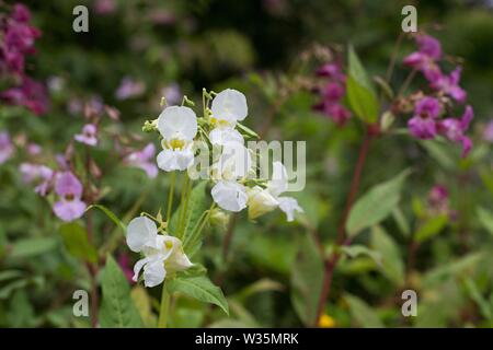 Impatiens glandulifera 'Himalayan Balsam' Blumen. Stockfoto