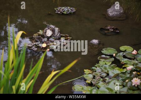 Ein gesicht Skulptur schwimmend auf dem Wasser in einem Teich am Botanischen Garten in San Francisco San Francisco, CA, USA. Stockfoto