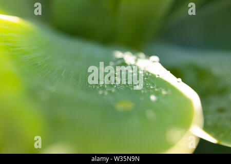 Wassertropfen auf einem grünen Blatt in einem Garten Stockfoto