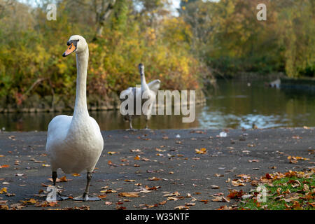 Ropner Park, Stockton on Tees. Großbritannien Stockfoto