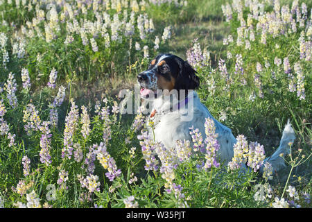 Sechs Monate alten English Setter sitzen in einem Patch von lupin Stockfoto