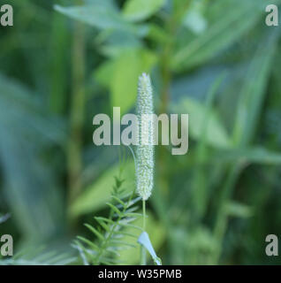 Nahaufnahme von Timothy Gras (Phleum pratense) auf wiese feld Stockfoto