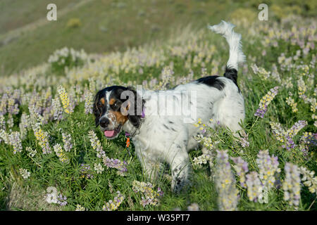 Sechs Monate alten English Setter stehend in einem Patch von lupin Stockfoto