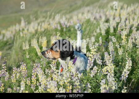 Sechs Monate alten English Setter stehend in einem Patch von lupin Stockfoto