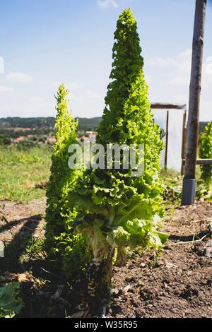 Sehr toll gewachsen Salat auf den Boden. Frische einheimische Gemüse. Nachhaltiger Lebensstil. Familie Gemüsegarten. Stockfoto