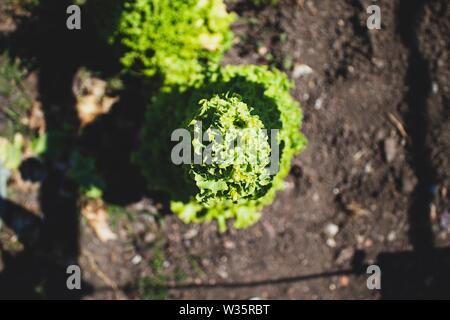 Sehr toll gewachsen Salat auf den Boden. Frische einheimische Gemüse. Nachhaltiger Lebensstil. Familie Gemüsegarten. Stockfoto