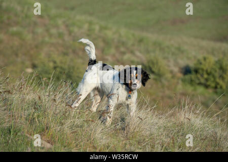 Sechs Monate alten English Setter in Gras auf einem Hügel Stockfoto