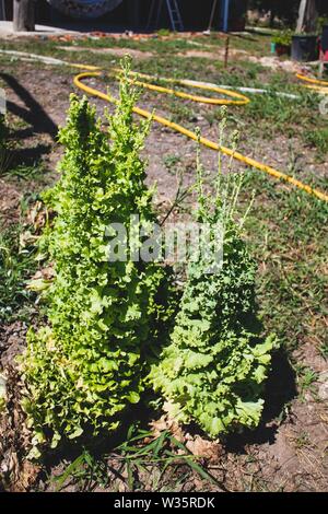 Sehr toll gewachsen Salat auf den Boden. Frische einheimische Gemüse. Nachhaltiger Lebensstil. Familie Gemüsegarten. Stockfoto