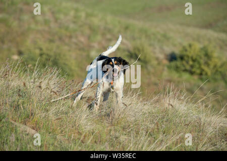 Sechs Monate alten English Setter spielen mit Stick Stockfoto