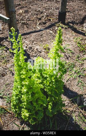 Sehr toll gewachsen Salat auf den Boden. Frische einheimische Gemüse. Nachhaltiger Lebensstil. Familie Gemüsegarten. Stockfoto