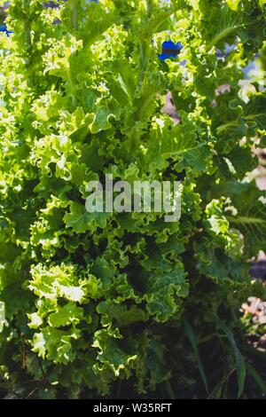 Sehr toll gewachsen Salat auf den Boden. Frische einheimische Gemüse. Nachhaltiger Lebensstil. Familie Gemüsegarten. Stockfoto