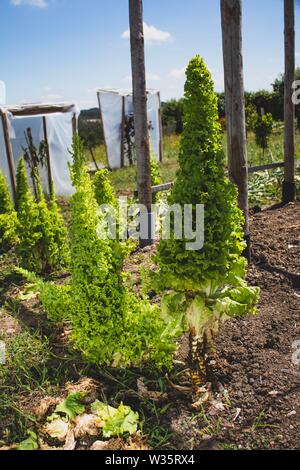 Sehr toll gewachsen Salat auf den Boden. Frische einheimische Gemüse. Nachhaltiger Lebensstil. Familie Gemüsegarten. Stockfoto