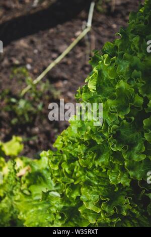 Sehr toll gewachsen Salat auf den Boden. Frische einheimische Gemüse. Nachhaltiger Lebensstil. Familie Gemüsegarten. Stockfoto