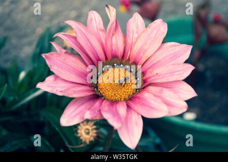 Rosa Blume in einer Vase mit einer Biene. Natürliches Licht. Stockfoto