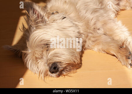 Süße West Highland White Terrier liegend auf einem Holzboden. Schließen Sie herauf Bild. Stockfoto