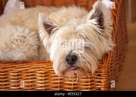 Süße West Highland White Terrier liegend in einem hundekorb. Schließen Sie herauf Bild. Stockfoto