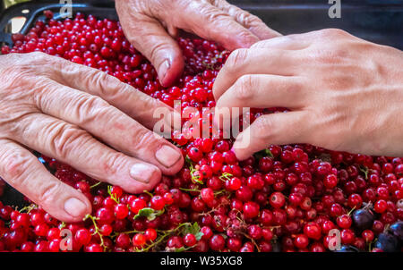 Die Arbeitnehmer, die Bauern Hände und rote Johannisbeeren nach der Ernte. Stockfoto