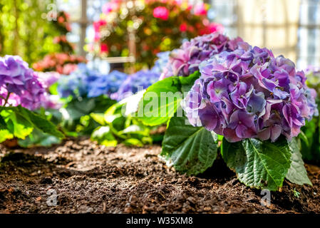 Hortensie in einem grünen Haus, Deutschland Stockfoto