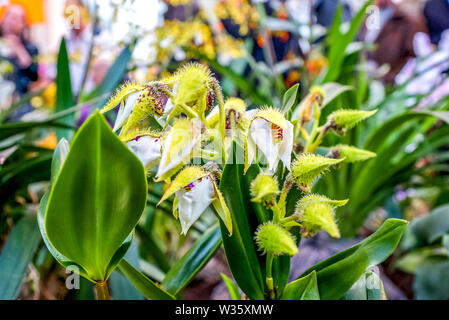 Schöne Blume Ozean in einem grünen Haus, Deutschland Stockfoto
