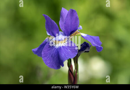 Nahaufnahme des schönen lila Sibirische Iris im Garten, Quebec, Kanada. Der wissenschaftliche Name dieses mehrjährige Pflanze ist Iris pumila. Stockfoto