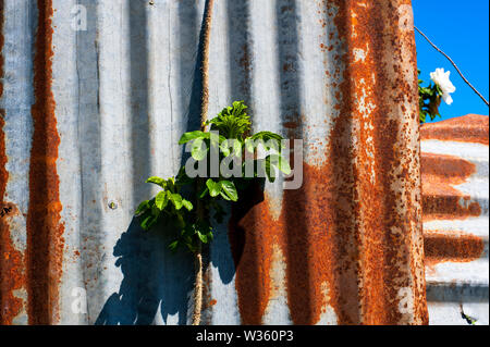 Rostige Wellblech Metall mit blauem Himmel, Pflanzen und Blumen Stockfoto