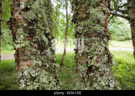 Rentier Moose und Flechten, andere wachsen auf Silber Birken in der Nähe von Fort Augustus, Schottland, Großbritannien. Stockfoto