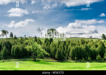 Ländliche Frühfrühlingszene mit grünen Grasfeldern mit frischen grünen Bäumen und immergrünen an einem sonnigen, kontrastreichen Himmelstag Stockfoto