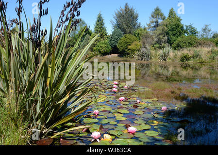 Landschaft von Wasserlilien wachsen auf einem Teich Stockfoto