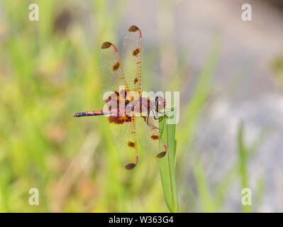 Eine Calico pennant Dragonfly thront auf einer grünen Anlage in hellem Sonnenlicht. Stockfoto