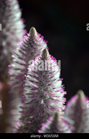 In der Nähe der australischen Ureinwohner lila Ptilotus exaltatus, Familie Amaranthaceae. Mulla Mulla von indigenen Australiern genannt. Stockfoto