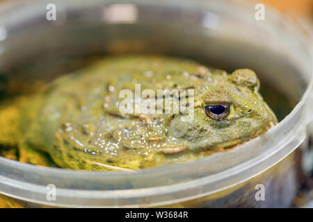 Pyxicephalus adspersus. Afrikanische Riese bullfrog. Die grünen Frosch ist ein Wasser-Pflanze, graben Frosch sitzen in einem plastikeimer Close-up in einem Terrarium. Stockfoto