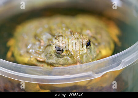 Pyxicephalus adspersus. Afrikanische Riese bullfrog. Die grünen Frosch ist ein Wasser-Pflanze, graben Frosch sitzen in einem plastikeimer Close-up in einem Terrarium. Stockfoto