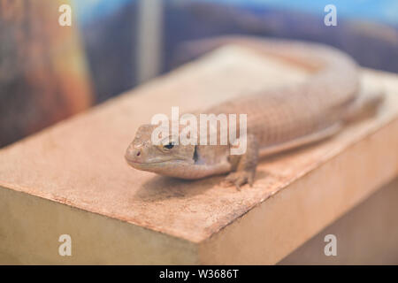 Gerrhosaurus flavigularis. Gerrosaurus - African giant Lizard (Gerrhosaurus major). . Geronar galloery sitzt auf der Stange im Käfig Stockfoto