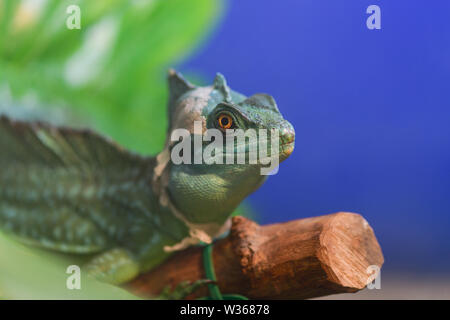 Basiliscus basiliscus Basiliscus plumifrons,. Einen großen grünen Helm tragenden Basilisk sitzt auf einem Ast im Terrarium. Basilisk Shedding seine Haut, Stockfoto