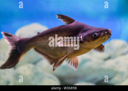 Pangasianodon Hypophthalmus. Pangasius Fisch schwimmt in einem transparenten Aquarium auf einem blauen und weißen Hintergrund mit einer Wunde auf der Nase Stockfoto