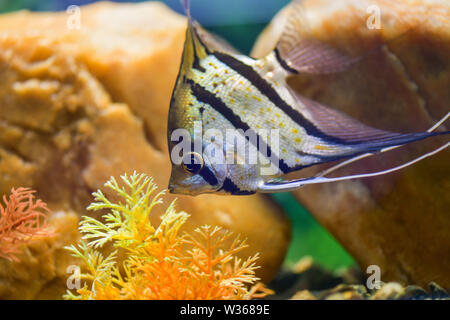 Auchen scalare. Angelfish. Ein Grau gestreiften Angelfish schwimmt in einem transparenten Aquarium unter den Felsen und dekorative Korallen Stockfoto