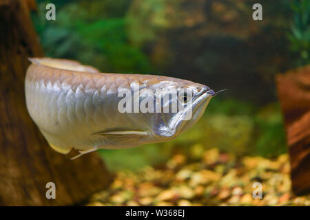 Große silberne Arovana Fisch schwimmt allein in einem Tank. Horizontale Fotografie Stockfoto