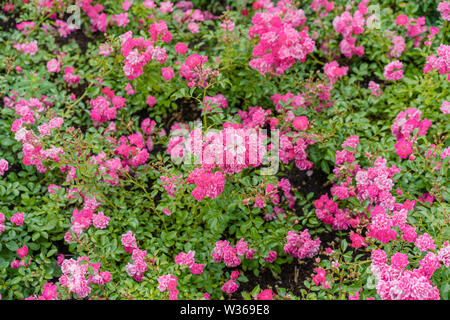 Kleine rosa Rosen in einer City Park. Stockfoto