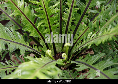 Makro Foto des grünen Farn Blütenblätter. Garten dekorative Farn - Nephrolepis cordifolia. Familie - Nephrolepidaceae. Common Name - fishbone, knötchenförmige Schwert, tu Stockfoto