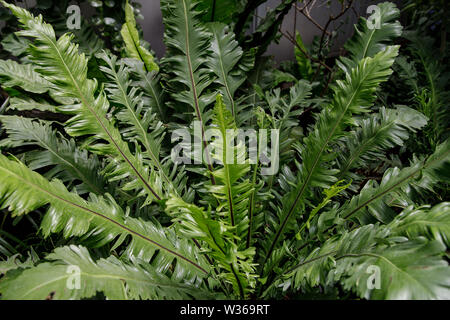 Makro Foto des grünen Farn Blütenblätter. Garten dekorative Farn - Nephrolepis cordifolia. Familie - Nephrolepidaceae. Common Name - fishbone, knötchenförmige Schwert, tu Stockfoto