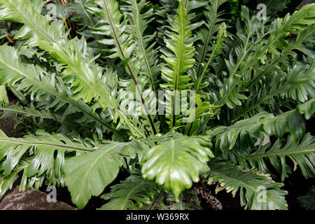 Makro Foto des grünen Farn Blütenblätter. Garten dekorative Farn - Nephrolepis cordifolia. Familie - Nephrolepidaceae. Common Name - fishbone, knötchenförmige Schwert, tu Stockfoto