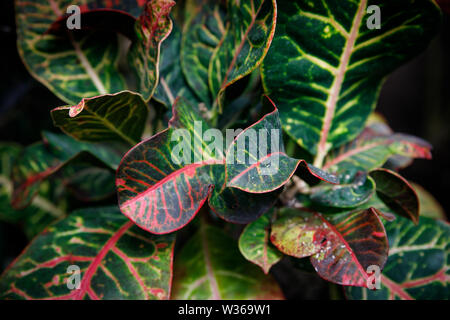 Garten croton oder bunte croton Codiaeum variegatum bunte lebendige Blätter Pflanze mit der Natur Hintergrund verschwommen. Stockfoto