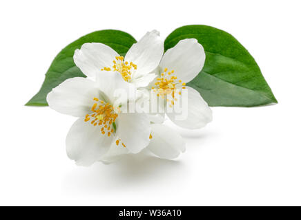 White Jasmin Blüten mit grünen Blättern auf weißem Hintergrund Stockfoto