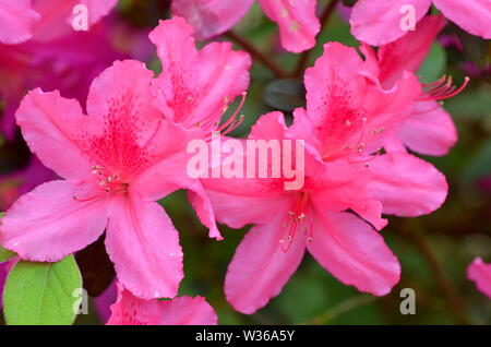 Louisiana USA - Nahaufnahme von rosa blühenden südlichen Azaleen (Rhododendron indicum) Stockfoto